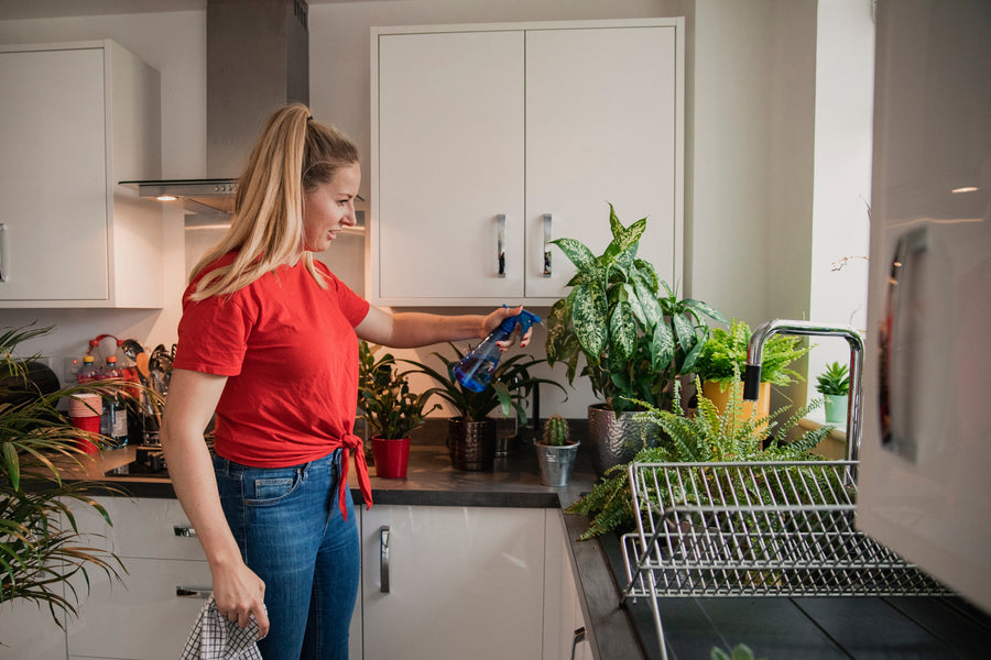 Five Things to Consider When Choosing a House Plant